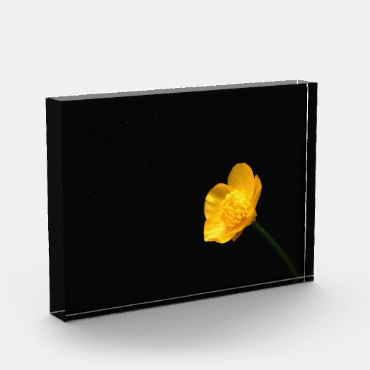Buttercup-Blume pbcnm Fotoblock (Links)