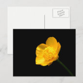 Buttercup Blume pccnm Postkarte (Vorne/Hinten)