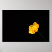 Buttercup-Blume Poster (Vorne)