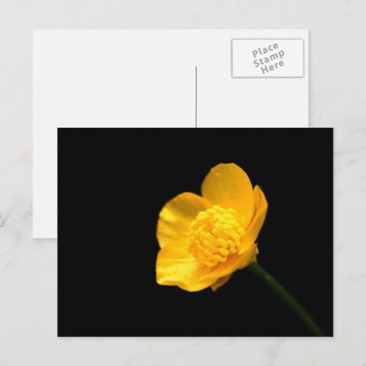 Buttercup-Blume Postkarte (Vorne/Hinten)