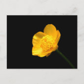 Buttercup-Blume Postkarte (Vorderseite)