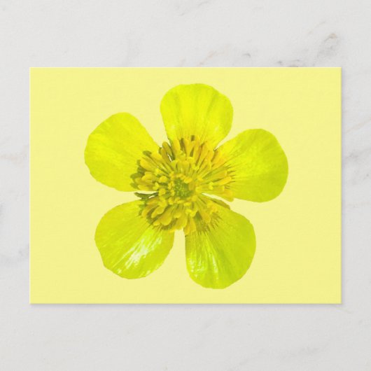 Buttercup Blume - transparent. Karte (Vorderseite)
