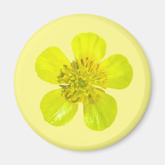 Buttercup Blume - transparent. Magnet (Vorne)