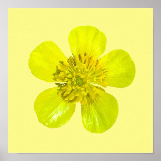 Buttercup Blume - transparent. Poster (Vorne)