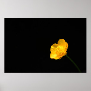 Buttercup Blume wapcna Poster