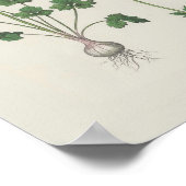 Buttercup Botanische Wildblume Poster (Ecke)