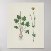 Buttercup Botanische Wildblume Poster (Vorne)