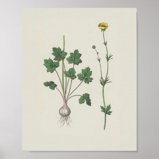 Buttercup Botanische Wildblume Poster (Vorne)