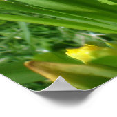 Buttercup Gelbe Daffodien Poster (Ecke)