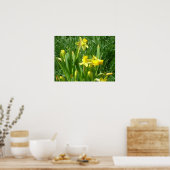 Buttercup Gelbe Daffodien Poster (Küche)