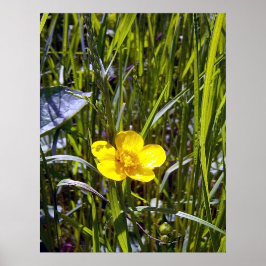Buttercup-Plakat ankurbeln Poster (Vorne)