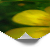 Buttercup Poster Print Wildfower Art Printing (Ecke)