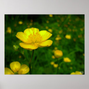 Buttercup Poster Print Wildfower Art Printing