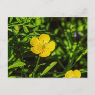 Buttercup Postkarte