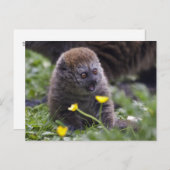 Buttercup Postkarte (Vorne/Hinten)