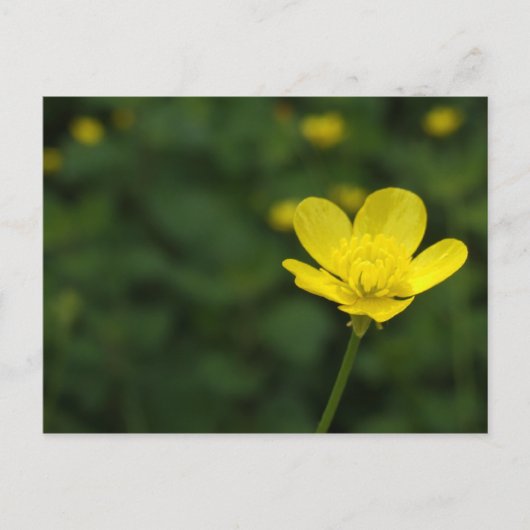 Buttercup Postkarte (Vorderseite)