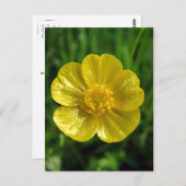Buttercup Postkarten (Vorne/Hinten)