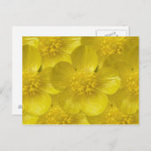 Buttercup Postkarten (Vorne/Hinten)