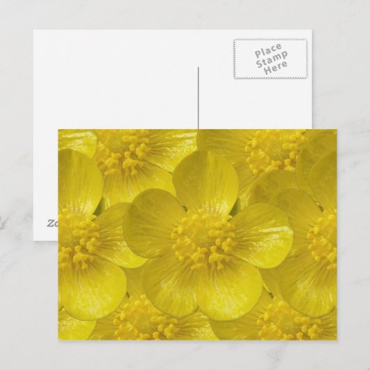 Buttercup Postkarten (Vorne/Hinten)