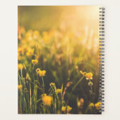 Buttercup Sundown Planer (Rückseite)