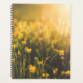 Buttercup Sundown Planer (Vorderseite)