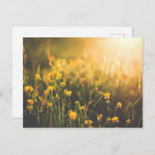 Buttercup Sundown Postkarte (Vorne/Hinten)