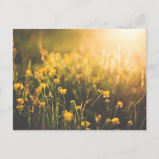 Buttercup Sundown Postkarte (Vorderseite)