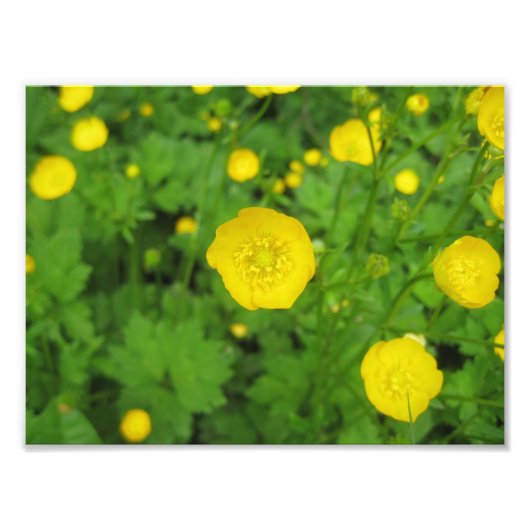 Buttercups Fotodruck (Vorne)
