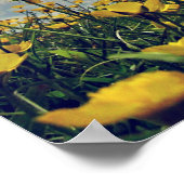 Buttercups Poster (Ecke)