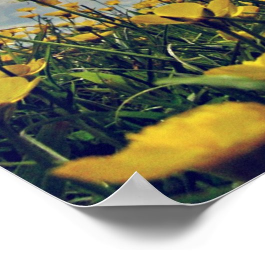 Buttercups Poster (Ecke)