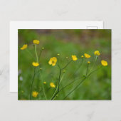 Buttercups Postkarte (Vorne/Hinten)