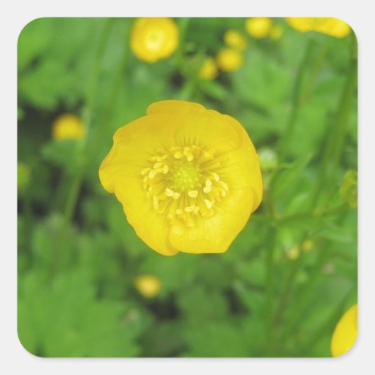 Buttercups Quadratischer Aufkleber (Vorderseite)