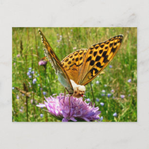 Butterdog Postkarte