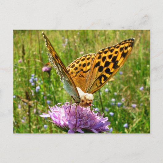 Butterdog Postkarte (Vorderseite)