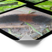 Butterfisch Moths & Raupen Poster (Ecke)