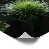 Butterfisch Poster (Ecke)