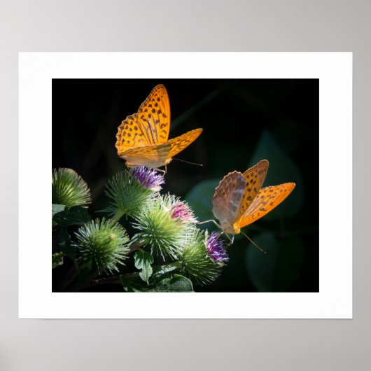 Butterfisch Poster (Vorne)