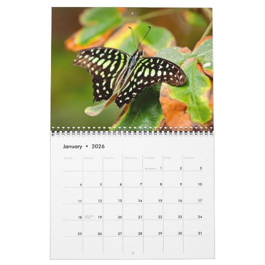 Butterflies  12 Month Wall Calendar 2026 Kalender (Jan 2026)