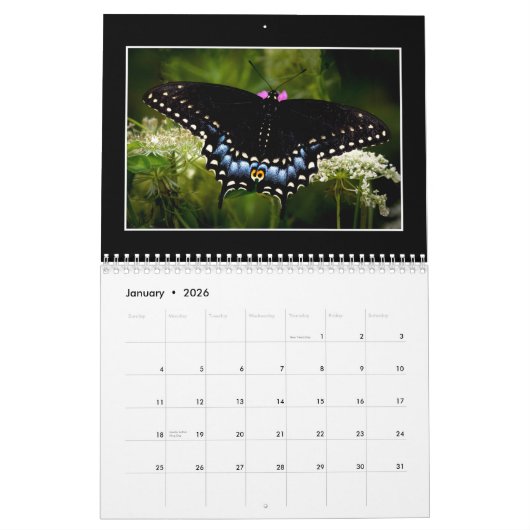 Butterflies 2023 Kalender von Tom Minutolo (Jan 2026)
