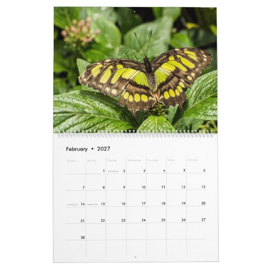 Butterflies Kalender (Feb 2027)