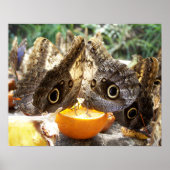 BUTTERFLIES POSTER (Vorne)