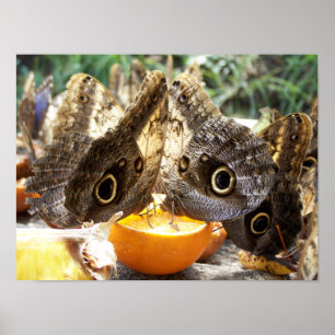 BUTTERFLIES POSTER