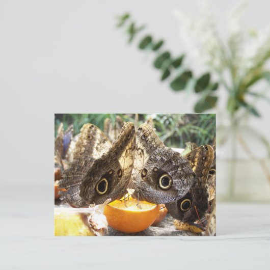 BUTTERFLIES POSTKARTE (Stehend Vorderseite)