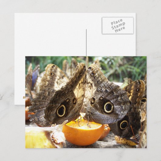 BUTTERFLIES POSTKARTE (Vorne/Hinten)