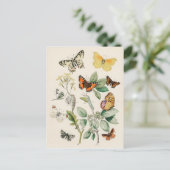 Butterflies - William Forsell Kirby Postkarte (Stehend Vorderseite)