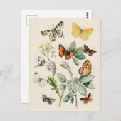 Butterflies - William Forsell Kirby Postkarte (Vorne/Hinten)