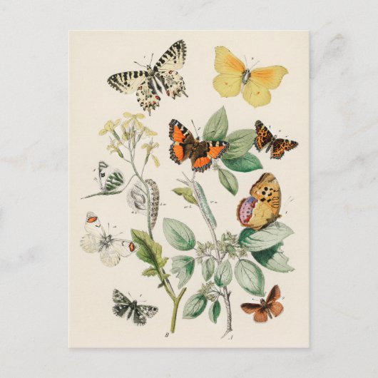 Butterflies - William Forsell Kirby Postkarte (Vorderseite)