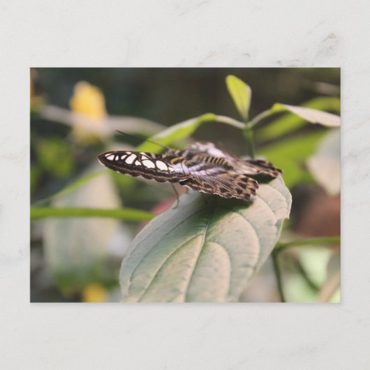 Butterfly # 2 postkarte (Vorderseite)