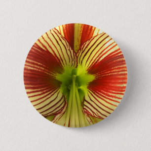 Butterfly Amaryllis Button