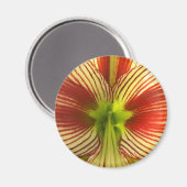 Butterfly Amaryllis Magnet (Vorderseite/Rückseite)